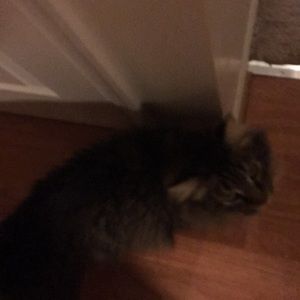 Meet your Posher, Courtney